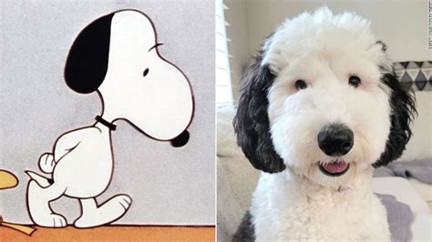 bayley dog snoopy|Snoopy is real! Meet Bayley, the cartoon dog’s doppelganger